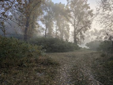 Nehirde ve ormanda sis var.