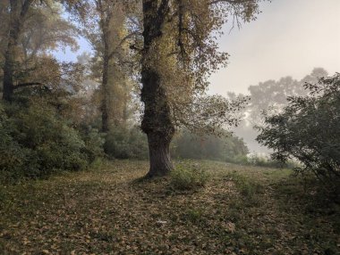 Nehirde ve ormanda sis var.