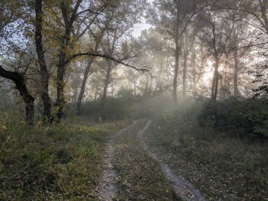 Nehirde ve ormanda sis var.