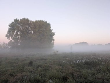 Nehirde ve ormanda sis var.