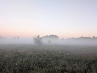 Nehirde ve ormanda sis var.