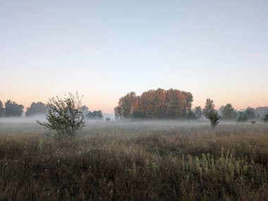 Nehirde ve ormanda sis var.