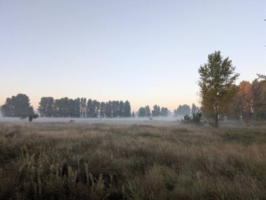 Nehirde ve ormanda sis var.