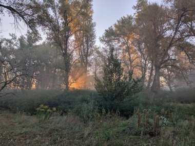 Nehirde ve ormanda sis var.