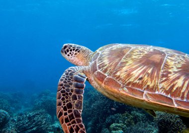 Bir Yeşil Kaplumbağa Filipinler 'de Apo Adası' nda yüzüyor.