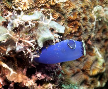 Sığ bir resif Boracay Adası Filipinlerinde Mavi Deniz fışkırtıyor