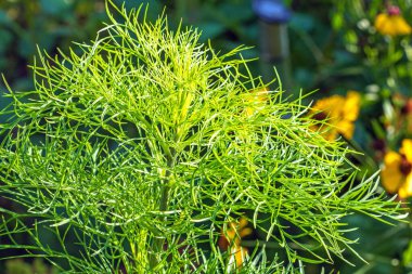 Bu güzel görüntü kozmos çiçeğinin narin dantelli yapraklarını yakalar ve güneşin altında güneşlenir. Yaprakların karmaşık ayrıntıları, doğanın sanatsal özelliklerini gözler önüne seriyor..