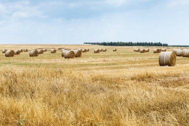 Taze kesilmiş saman içine crammed yalan rulo ve sahada kurur