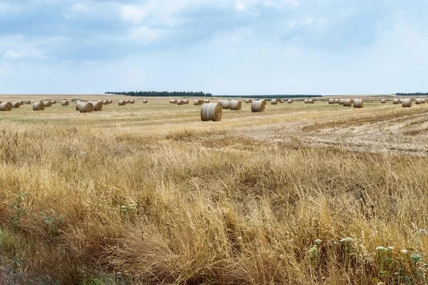 Taze kesilmiş saman içine crammed yalan rulo ve sahada kurur