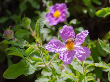 Arı Cistus creticus üzerinde oturuyor. İsrail kuzeyinde Montfort Castle yakınındaki