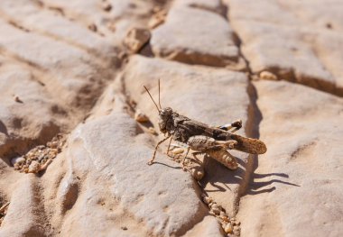 Sandy çekirge güneşli bir günde bir taşa oturur