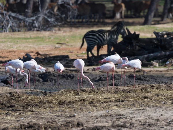 Group Pink Flamingos Phoenicopterus Roseus Walk Swamp Search Food — Stock Photo, Image