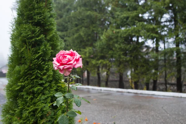 Uma Rosa Vermelha Floresce Uma Manhã Chuvosa Contra Fundo Árvores — Fotografia de Stock