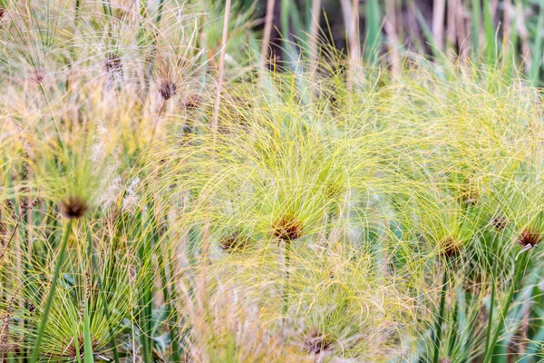 Houštiny Mladé Zelené Cukrové Třtiny Rostoucí Přírodní Rezervaci Jezeře Hula — Stock fotografie