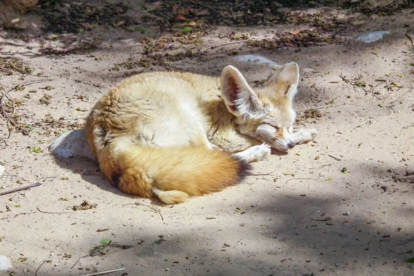 Лиса Спит Лежит Песке Солнцем — стоковое фото