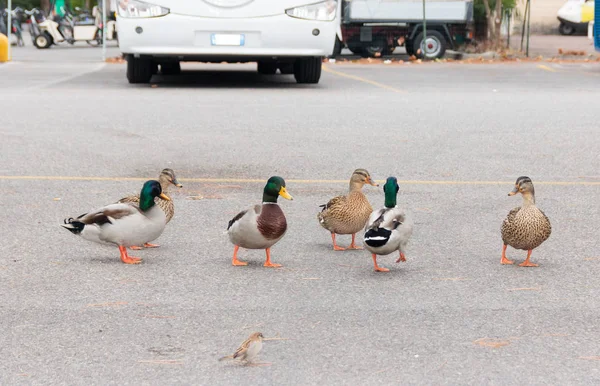 Kacsa Szabadon Séta Városban Parkolóban — Stock Fotó