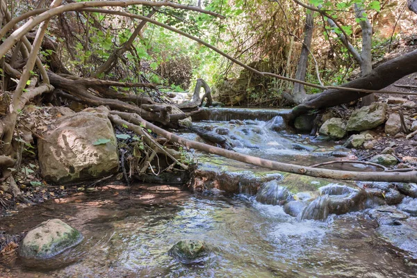 Μικρό Καταρράκτη Ένα Ρυάκι Στο Δάσος Amud Στα Βόρεια Του — Φωτογραφία Αρχείου