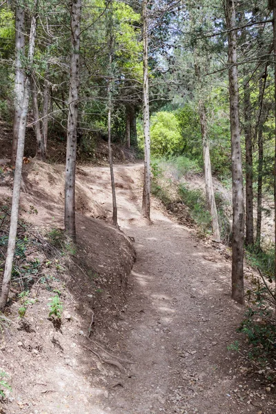 Chemin Entre Les Arbres Dans Parc National Près Ville Nesher — Photo