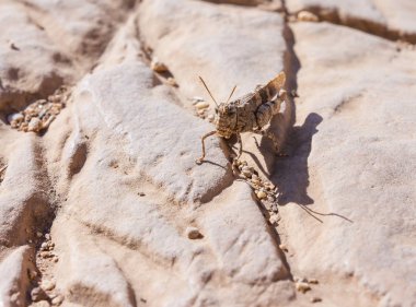 Sandy çekirge güneşli bir günde bir taşa oturur