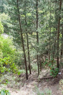 Şehrin Nesher İsrail milli park içinde ağaçlar arasında yol
