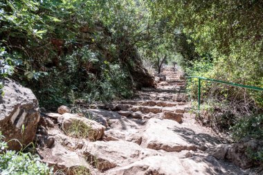 Ormanlık bir yamaç geçen ve Amud nehre inen yol