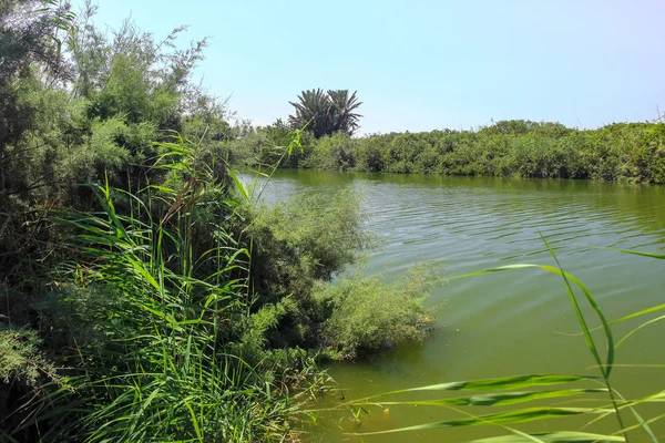 Lleno Vegetación Las Orillas Del Río Alejandro Que Desemboca Mar — Foto de Stock