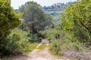 Şehrin Nesher İsrail milli park içinde ağaçlar arasında yol