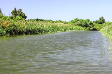 Alexander, Akdeniz'de İsrail içine akan Nehri'nin yeşillik ile büyümüş