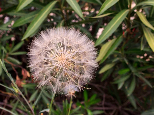 Het Hoofd Van Een Bloeiende Paardebloem Een Achtergrond Van Groene — Stockfoto