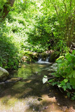 İsrail'in kuzeyinde bir orman akıştaki Kziv küçük şelale