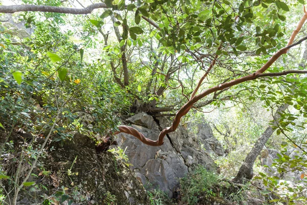 Twisted strawberry tree - Arbutus andrachne - grows on the hillside in the north of Israel