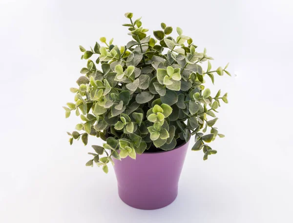 Green plastic decorative flower in a violet plastic pot is on a white background