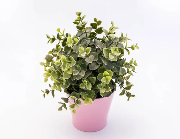 Green plastic decorative flower in a pink plastic pot is on a white background