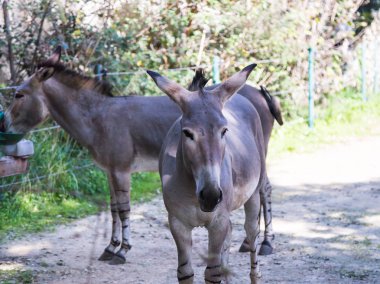 Somali yaban eşeği - Equus Africanus Somaliensis - gölgede duruyor ve güneşli bir günde aittir
