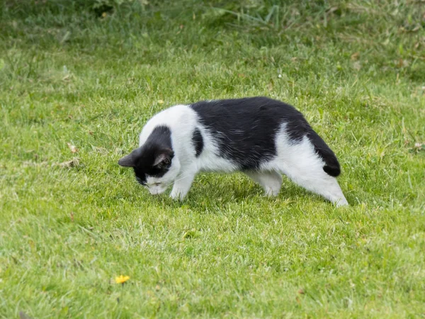 Een Honger Zwart Witte Kat Zoek Naar Voedsel Groene Gras — Stockfoto