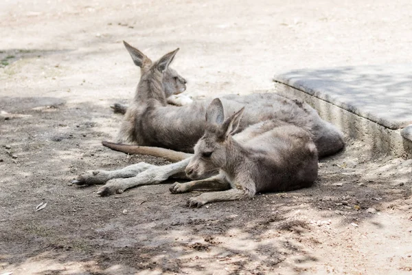 Los Canguros Yacen Día Soleado Suelo Descansan Zoológico Australiano Gan — Foto de Stock