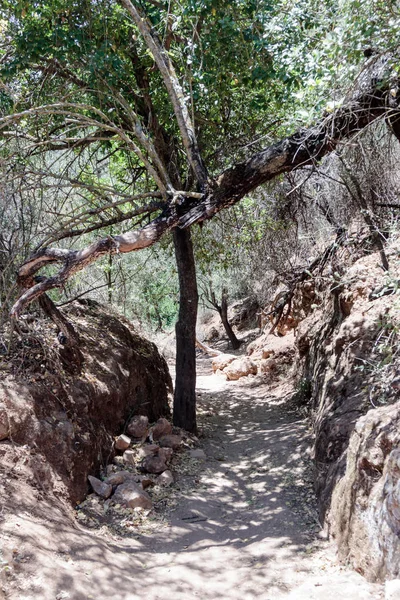 Sentier Traversant Une Pente Boisée Descendant Vers Rivière Amud — Photo