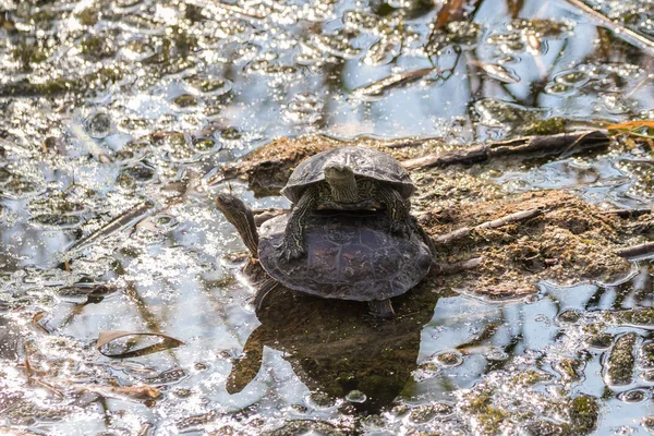 Two Marsh Turtles Sit Thickets Reeds Reserve Lake Hula Israel — Stock Photo, Image