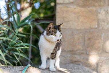 İç avlu, kilise Mary Magdalene Kudüs İsrail'in adımda bir boyama Kedi oturur