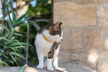 İç avlu, kilise Mary Magdalene Kudüs İsrail'in adımda bir boyama Kedi oturur