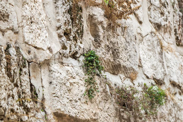 Yeşil Bitkiler Taşlar Yollarını Jaffa Gate Yakınındaki Şehir Duvarı Nın — Stok fotoğraf