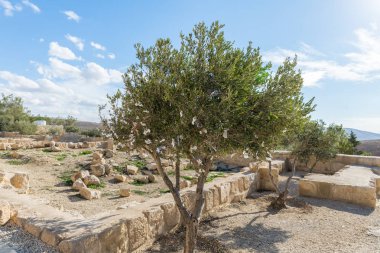 Madaba, Ürdün, 05 Aralık 2018: Zeytin ağacı üzerinde arzuları Jordan Madaba şehir yakınındaki Memorial Kilisesi Musa'nın üzerinde Mount Nebo avluda asılı kumaş parçaları ile