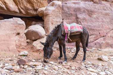 Wadi Musa city Ürdün yakınındaki turistler için bekleyen eserler arasında Petra içinde kahverengi binme eşek grazes