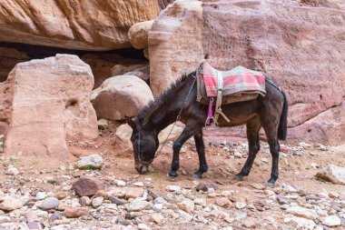 Wadi Musa city Ürdün yakınındaki turistler için bekleyen eserler arasında Petra içinde kahverengi binme eşek grazes