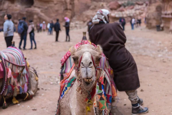 Wadi Musa Giordania Dicembre 2018 Cammello Aspetta Turisti Sulla Piazza — Foto Stock