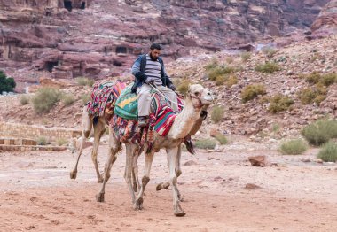 Wadi Musa, Ürdün, 06 Aralık 2018: Bedevi - sürücü bir deve sürmek ve Petra - Ürdün Wadi Musa şehirde Nabatean krallığının başkenti olarak birkaç deve tutar