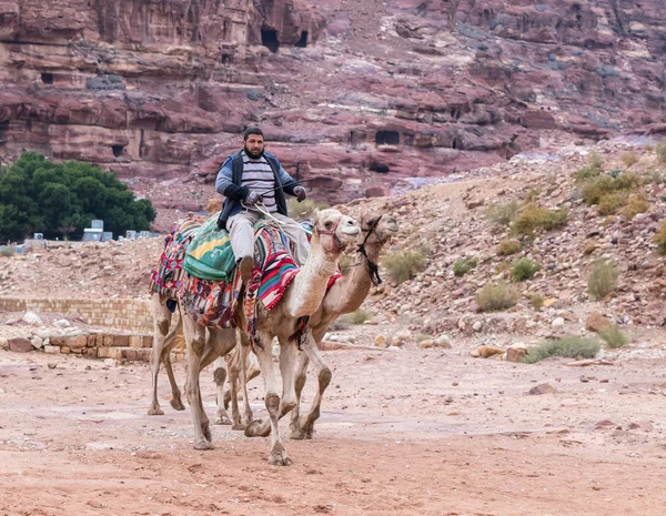 Wadi Musa Jordan Grudnia 2018 Beduin Kierowca Jeździ Wielbłądy Posiada — Zdjęcie stockowe