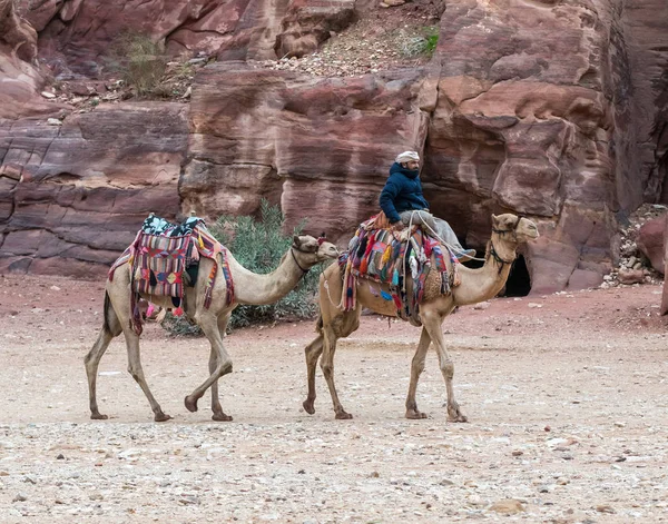 Wadi Musa Jordan Grudnia 2018 Beduin Kierowca Jeździ Wielbłądy Posiada — Zdjęcie stockowe