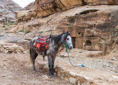 At binme için Petra bağlı ve bekliyor turist yakınlarında Wadi Musa şehir Ürdün olduğunu