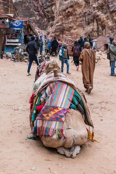 ペトラ ヨルダン 2018 ラクダが地面に横たわっていると 休息とペトラでアル Khazneh 前広ヨルダンのワディ ムーサ市付近の観光客を待っています — ストック写真